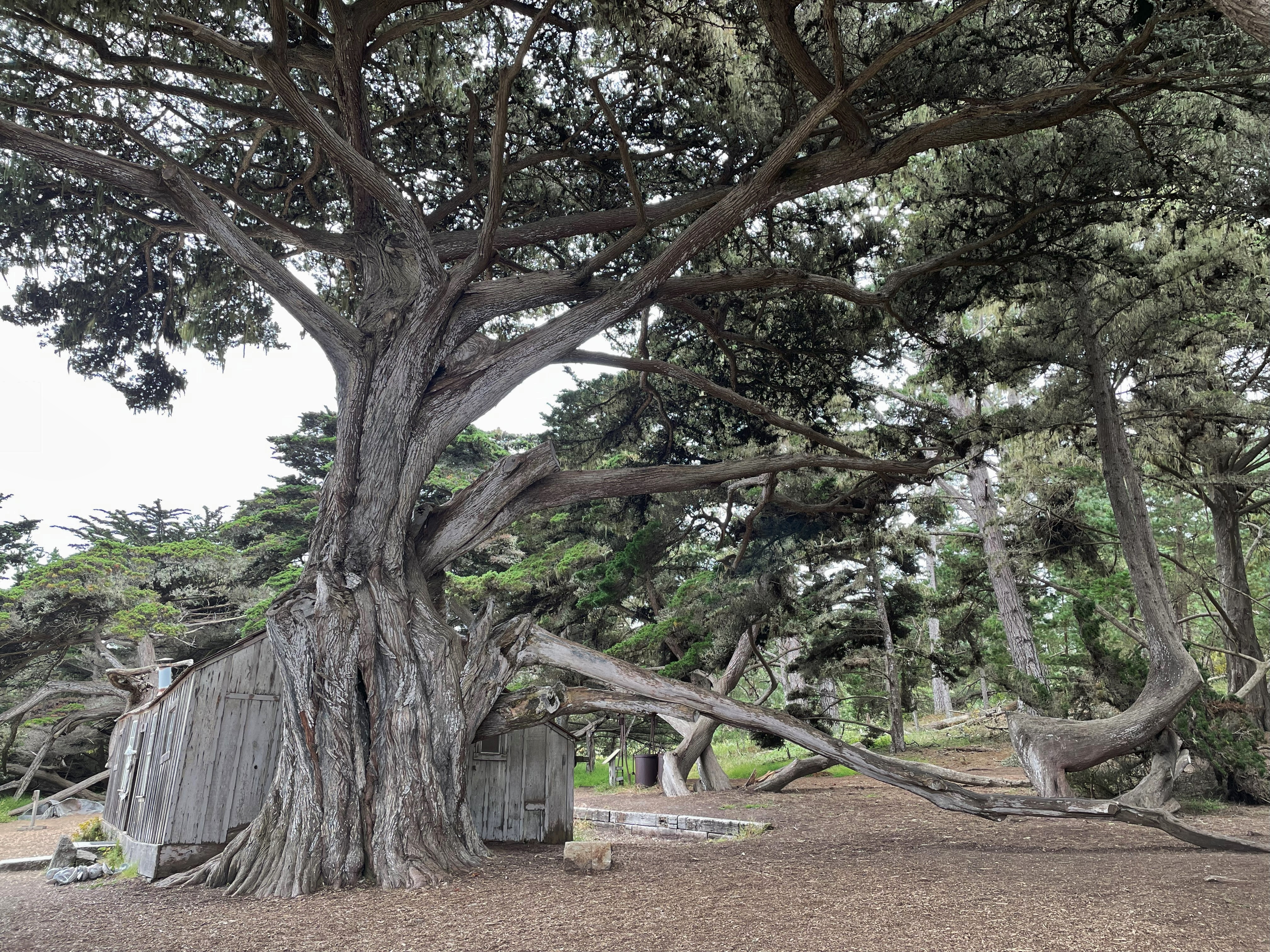 Monterey cypress tree in Point Lobos State Natural Reserve