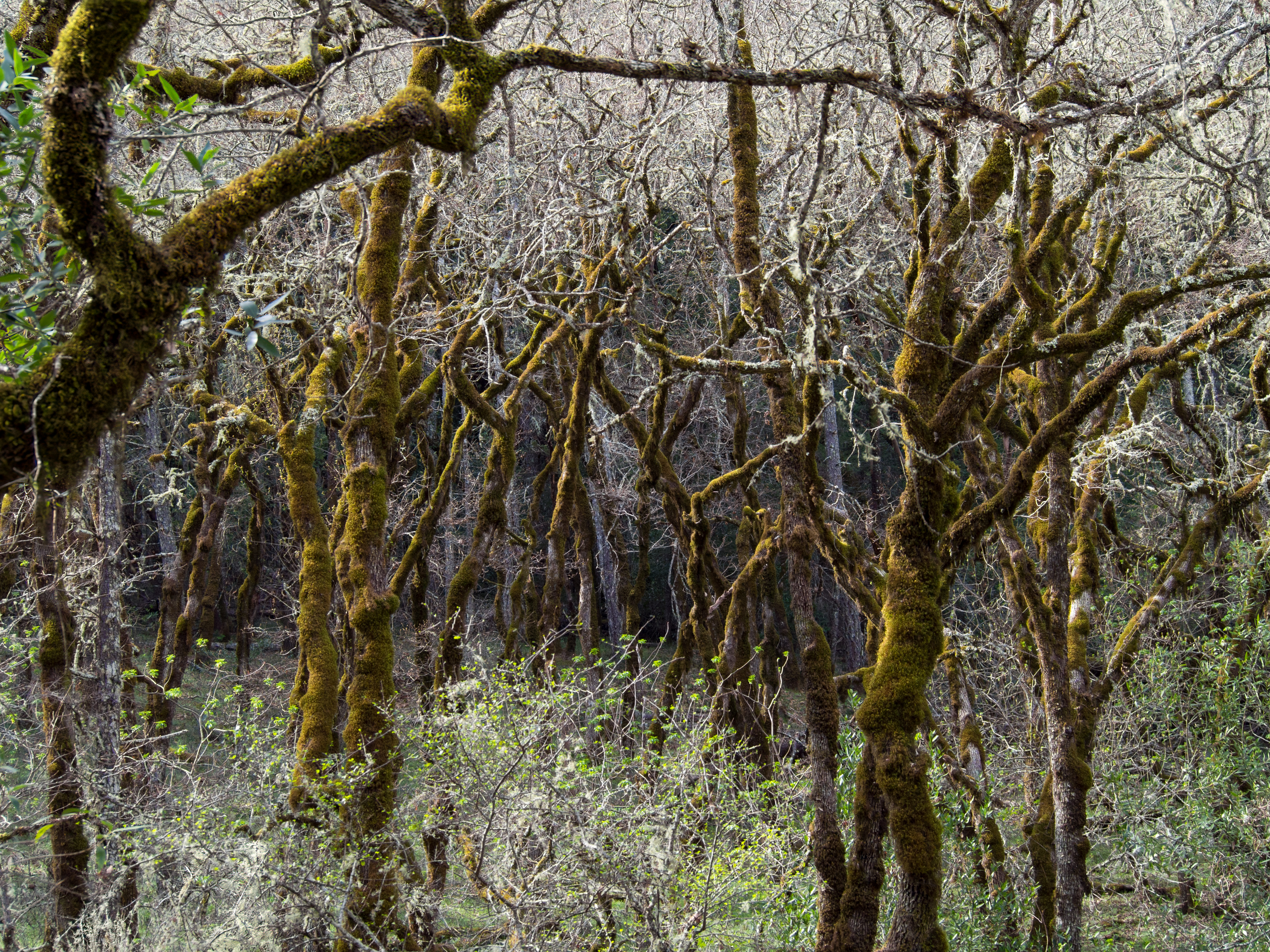 Moss- and lichen-covered trees along the Redwood Trail in Bothe-Napa Valley State Park